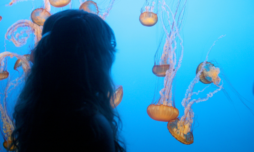 monterey aquarium road trip