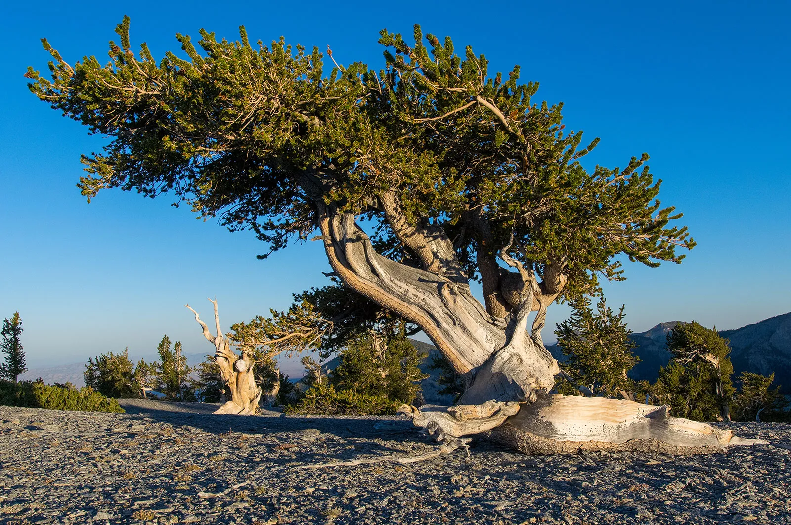 The Prometheus tree in bristlecone pine