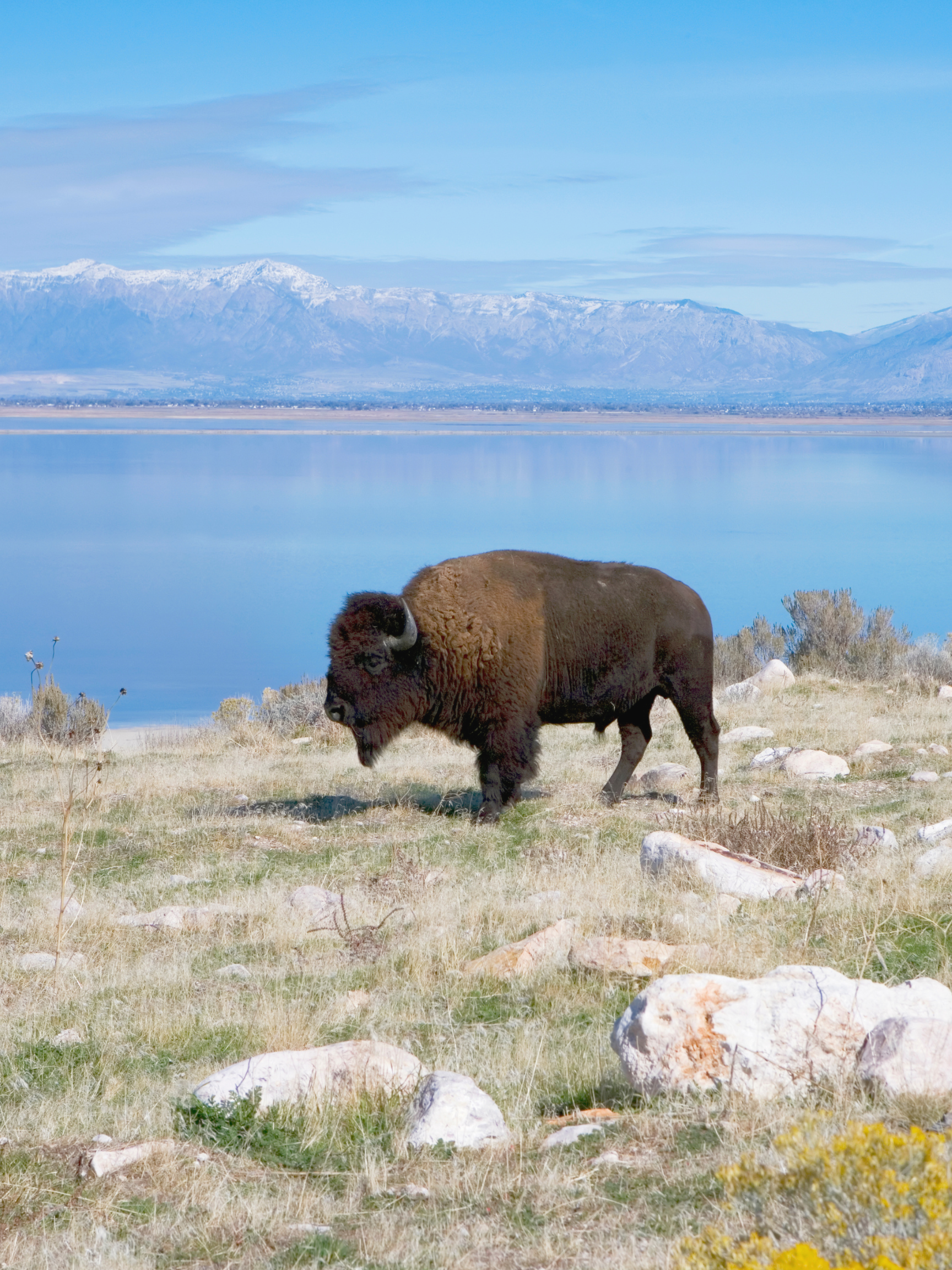 antelope island state park