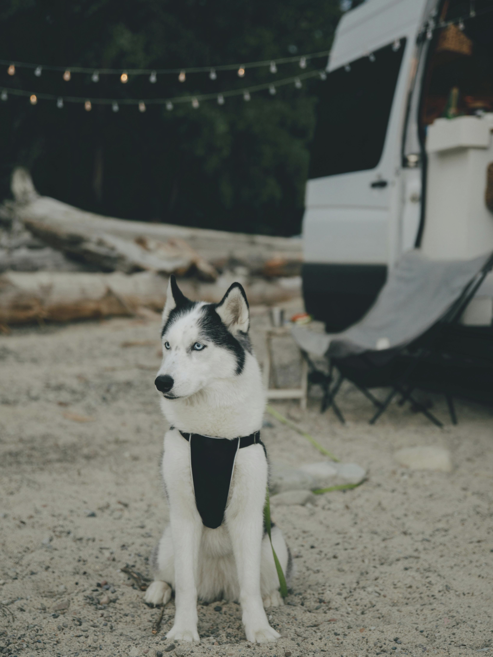 husky vanlife dog