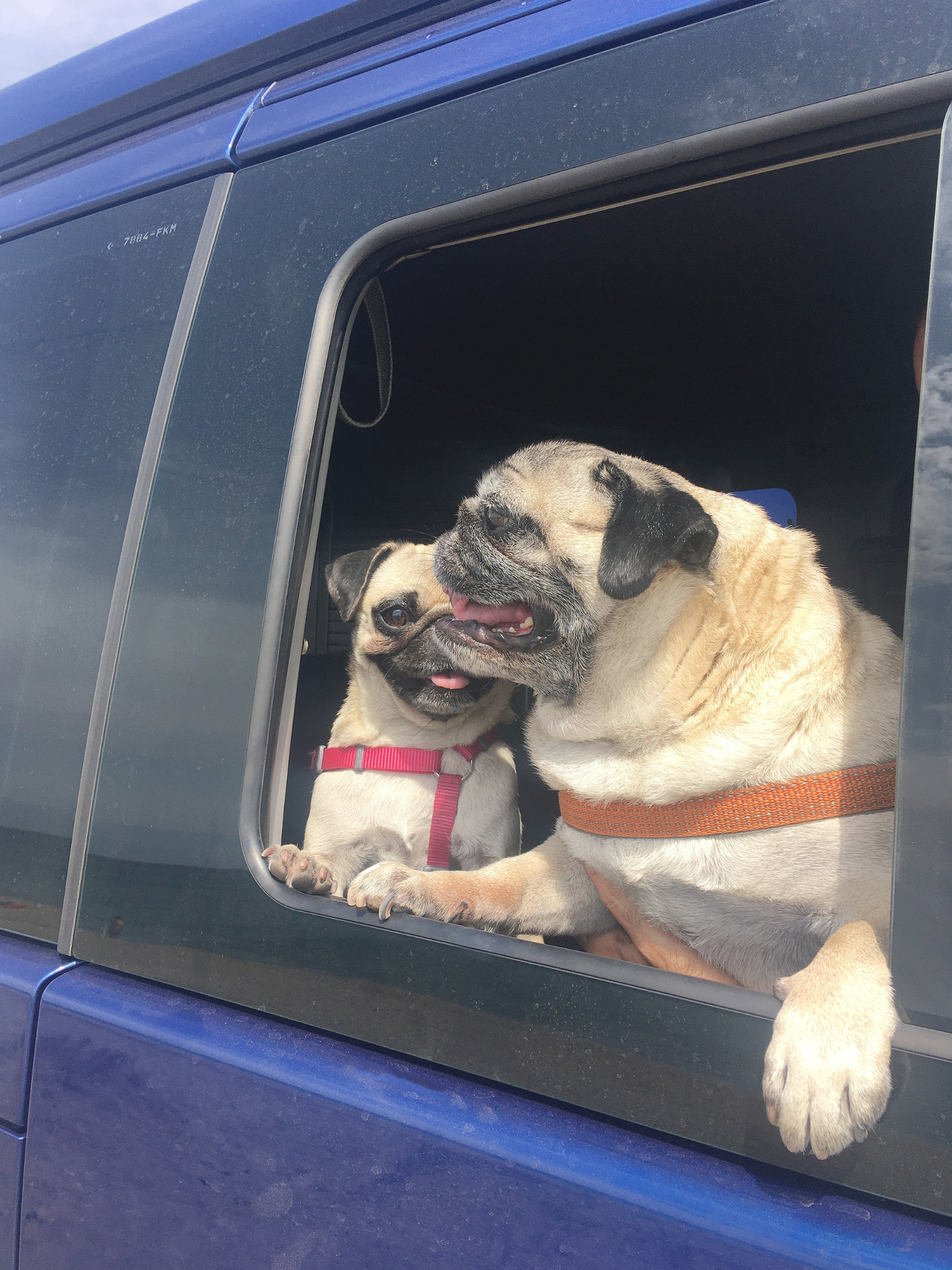 2 vanlife pugs hanging out out van windows